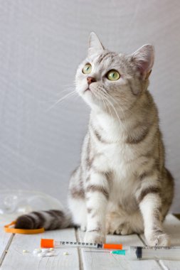 Veteriner kliniğinde kedi ve şırınga.