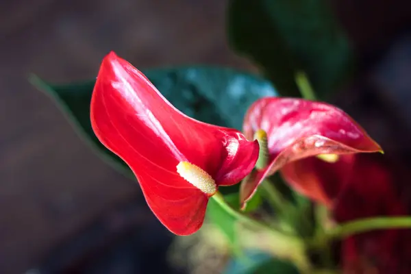 Red anthurium planta casera en una olla sobre fondo de madera . —  Fotos de Stock