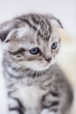 Beyaz arka plan üzerinde çok güzel Gri kedi yavrusu portresi.
