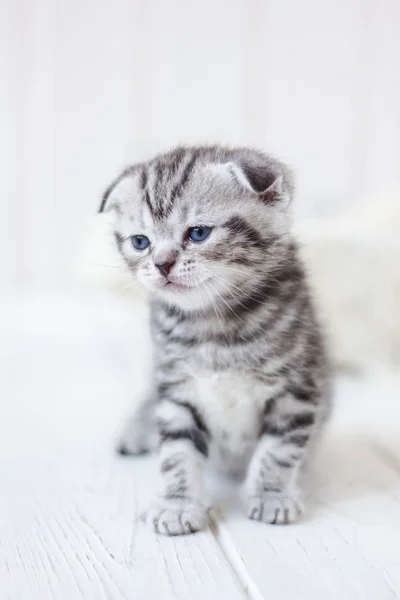 Portret van schattige grijs kitten op witte achtergrond. — Stockfoto