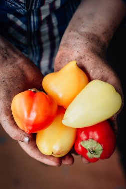 Çiftçi holding biber çiftlikte eller.