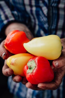 Çiftçi holding biber çiftlikte eller.
