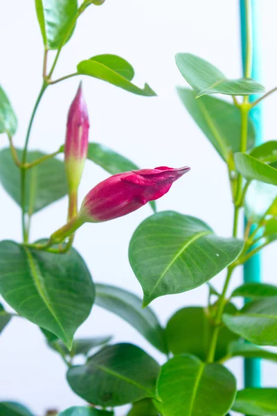 Capullo mandevilla rojo en un jardín de flores . —  Fotos de Stock
