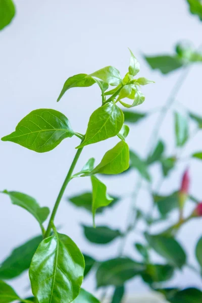 Folhas de Mandevilla - planta tropical sobre a parede cinzenta . — Fotografia de Stock