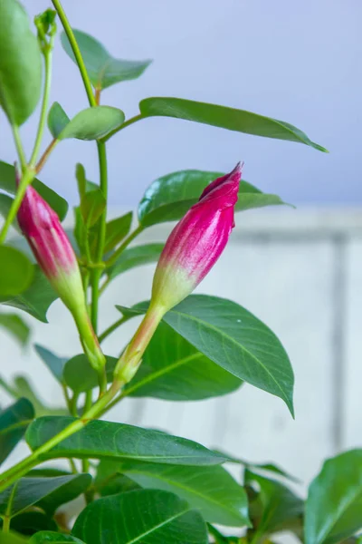 Capullo mandevilla rojo en un jardín de flores . —  Fotos de Stock