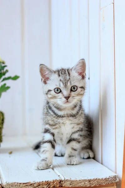 Portret van kleine grijs kitten op houten vloer — Stockfoto