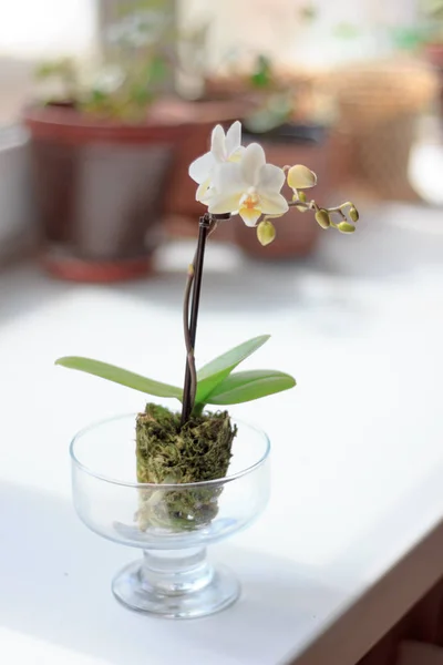 Belle petite orchidée blanche phalaenopsis sur la fenêtre . — Photo