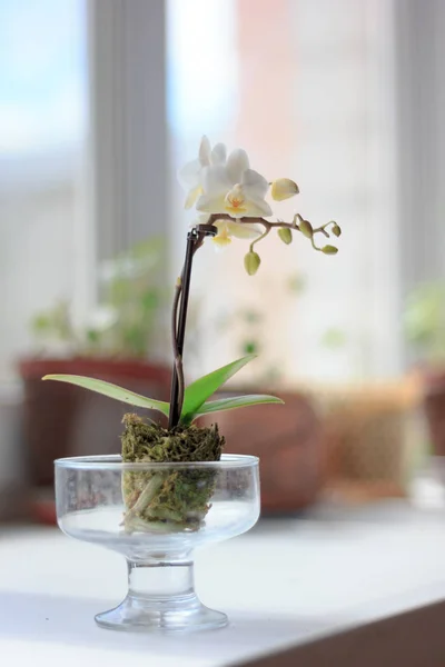 Belle petite orchidée blanche phalaenopsis sur la fenêtre . — Photo