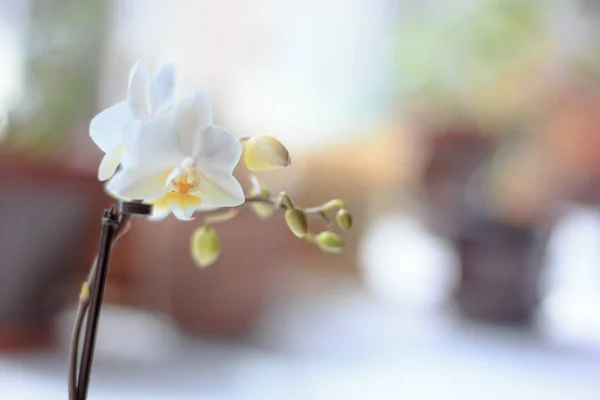 Orquídea branca pequena bonita do phalaenopsis na janela . — Fotografia de Stock