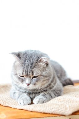 Yerli İskoç kedi