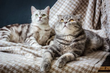 iki kedi ailesi