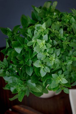 Mutfak yapraklarda Bazil