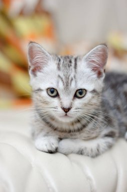 genç yavru kedi portresi.