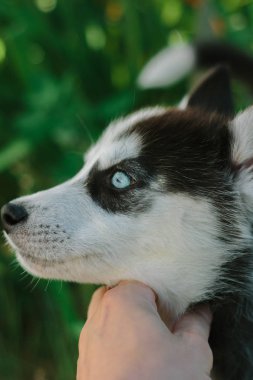 Yüz küçük husky köpek