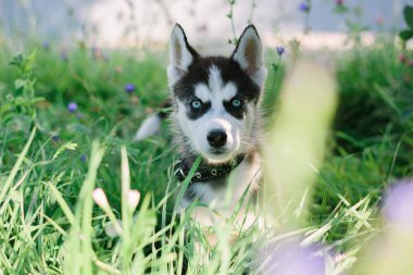 Yeşil çimen, küçük husky köpek
