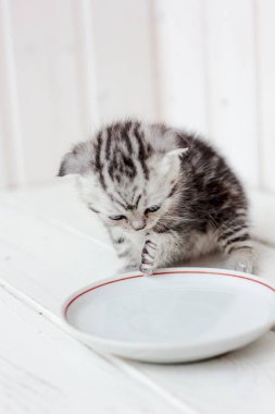 Yavru kedi içme suyu