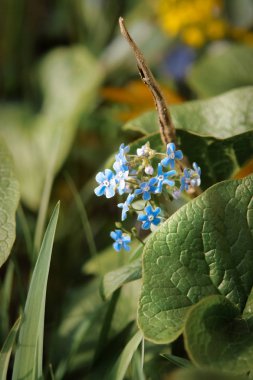 Bahar bahçe büyük yeşil yapraklar üzerinde küçük mavi çiçekler.