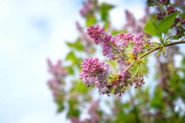Eflatun çiçekler bahar bahçe mavi gökyüzü karşı leylak ağacı üzerinde