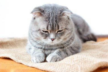 Yerli İskoç kedi