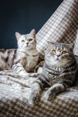 iki kedi ailesi