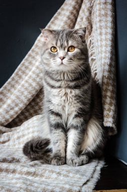 İskoç kedi oturan