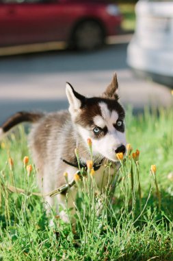 Küçük husky köpek köpek yürüyüş