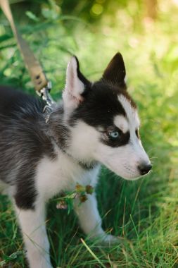 Güzel, küçük, güçlü bir köpek. 2018 'in sembolü.