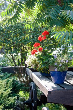 Çiçekler saksıda, ahşap tezgahta, bahçe tezgahında peyzaj tasarımı elementi olarak..