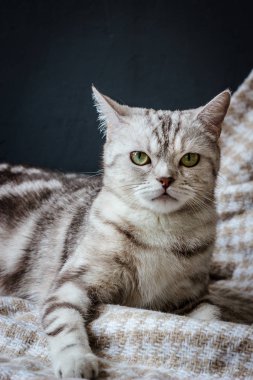 İngiliz kedi oturan