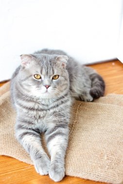 Yerli İskoç kedi