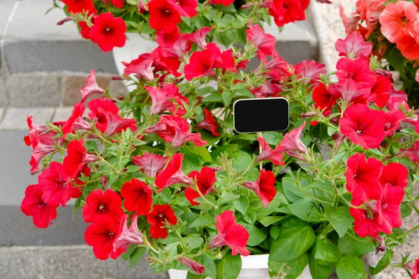 Flores con precio en calle floristería — Foto de Stock