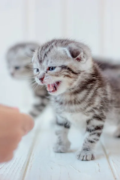 Grey kitten meow — Stock Photo, Image