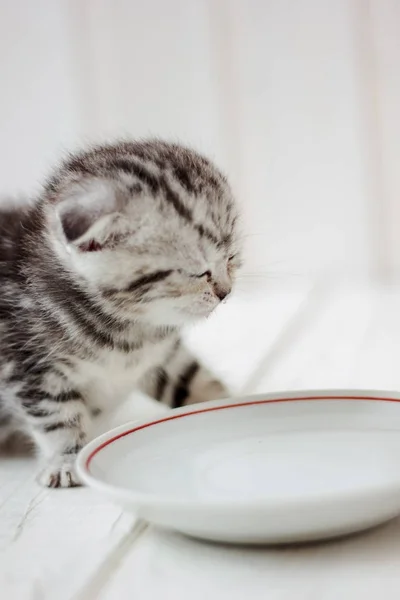 Wody pitnej kotek — Zdjęcie stockowe