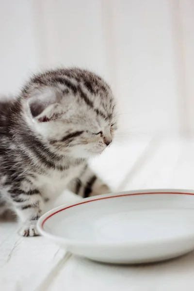 Gatinho água potável — Fotografia de Stock