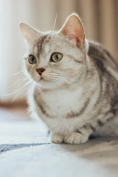 Kucing cantik Anjing keturunan Skotlandia duduk di lantai di atas karpet kucing . — Stok Foto