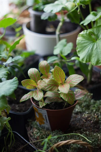 Fittonia home plant in bloempot afgerond met home planten. — Stockfoto