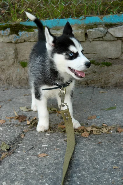 Kleine puppy van husky op de weg. — Stockfoto