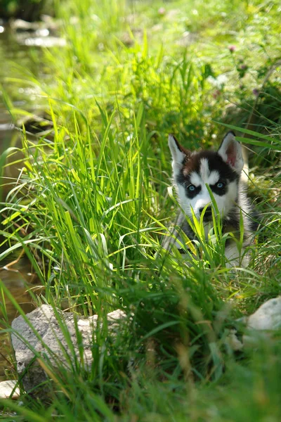 Cãozinho adorável de husky brincando na grama verde no dia de verão. — Fotografia de Stock