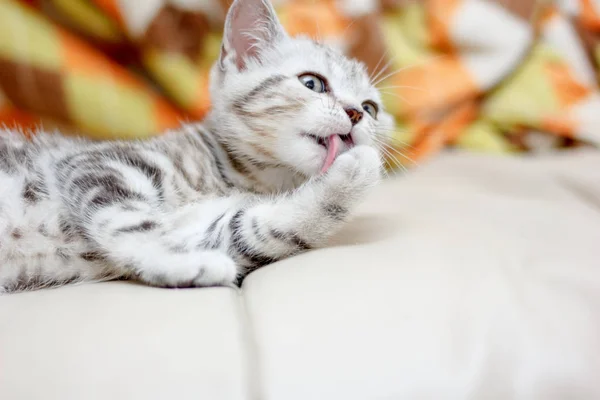 Suloinen pieni kissanpentu nuolee itseään tuolilla. — kuvapankkivalokuva