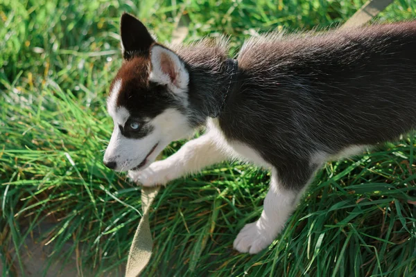 Adorable cachorro husky en paseo en el parque verde — Foto de Stock