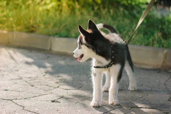 Pequeno cachorro husky brincando no parque. — Fotografia de Stock