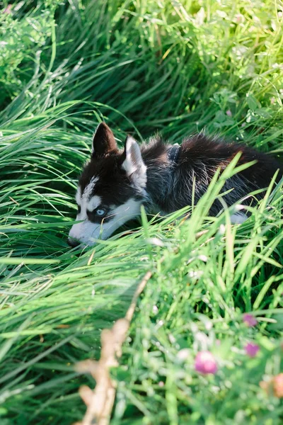 Lille valp av sibirsk husky som leker på gresset – stockfoto