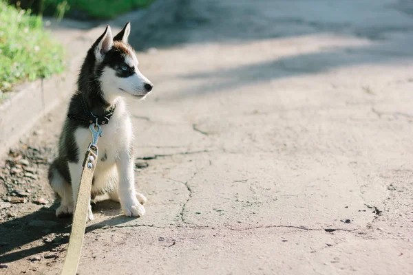 Aydınlık bir günde yollarda gezen bir köpek yavrusu. — Stok fotoğraf