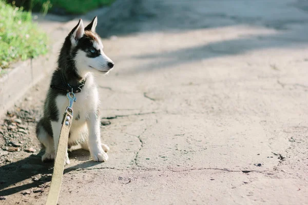 Husky cachorro permaneciendo en el camino en el día soleado —  Fotos de Stock