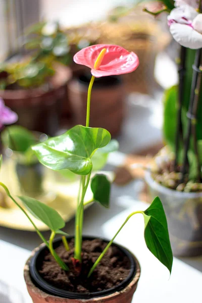 Roze anthurium bloem — Stockfoto