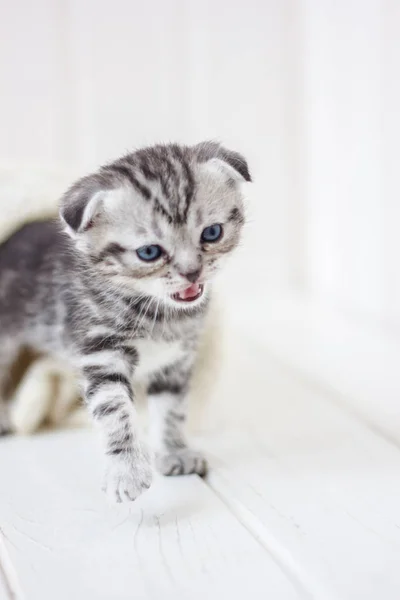 Kis cica sírás miau — Stock Fotó