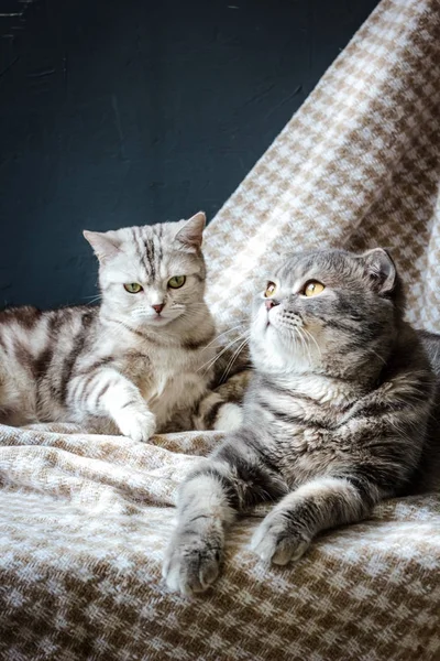 Famiglia di due gatti — Foto Stock