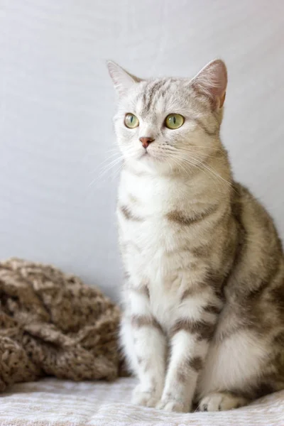 Портрет серой английской кошки . — стоковое фото