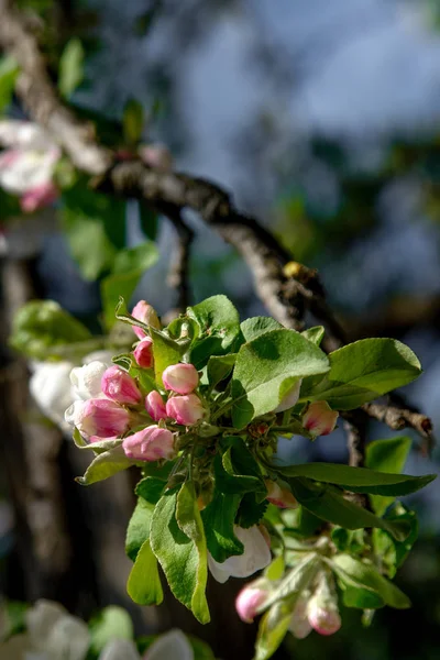 アップル ブロッサムの花 — ストック写真