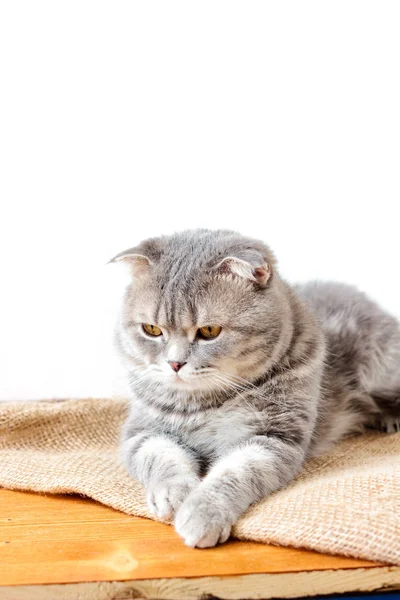 Gato escocês doméstico — Fotografia de Stock